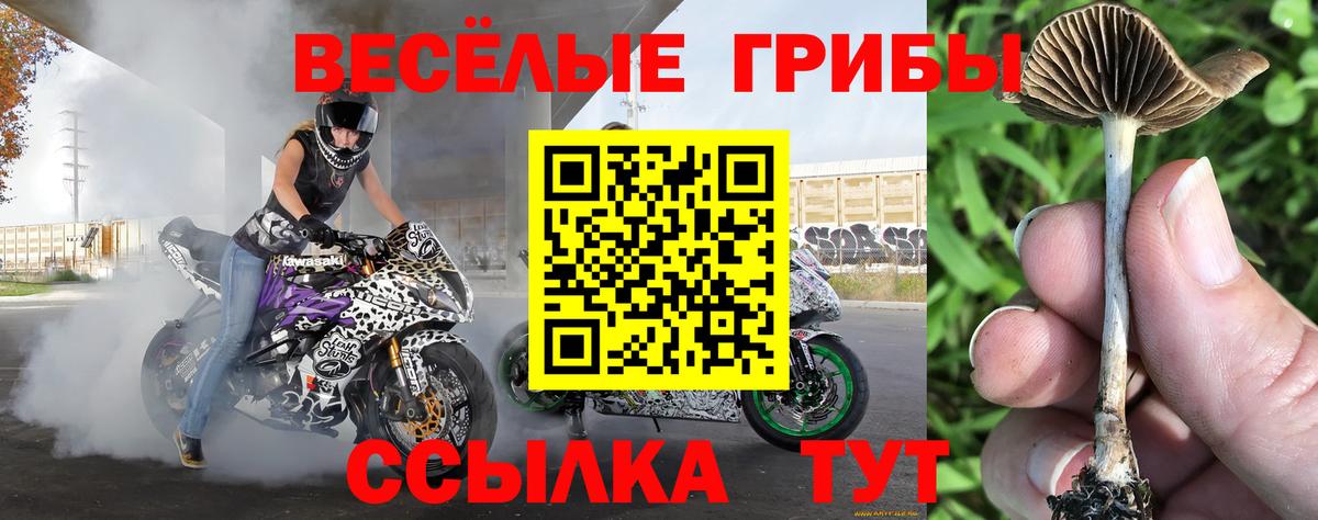 Пугачёв  Псилоцибиновые грибы GOLDEN TEACHER  Вход с VPN 